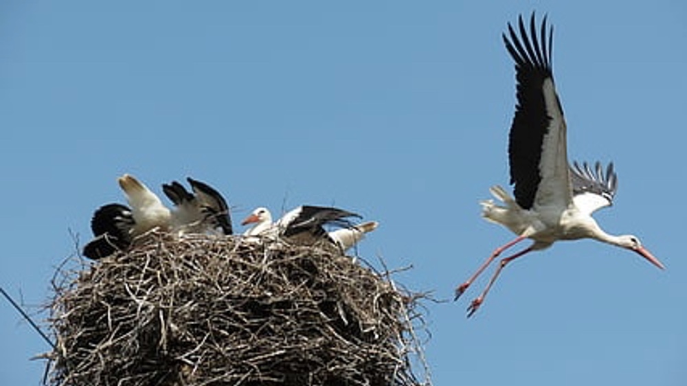 White Storks Just Hatched In the Wild for the First Time In Centuries - LIVEKINDLY