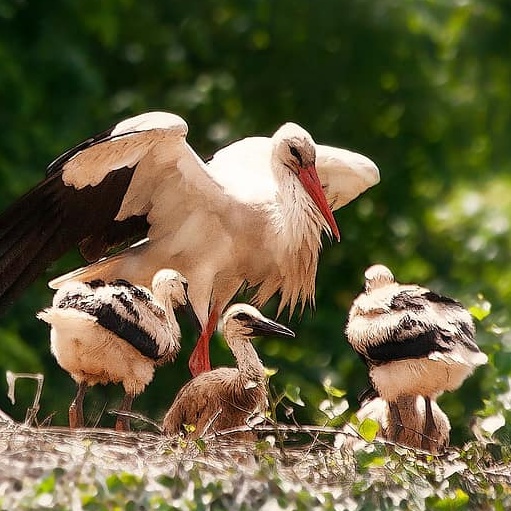 White Storks Just Hatched In the Wild for the First Time In Centuries