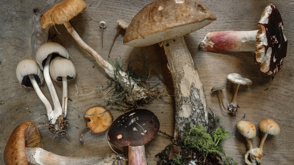 Mushrooms May Be the Best Weapon Against Climate Change