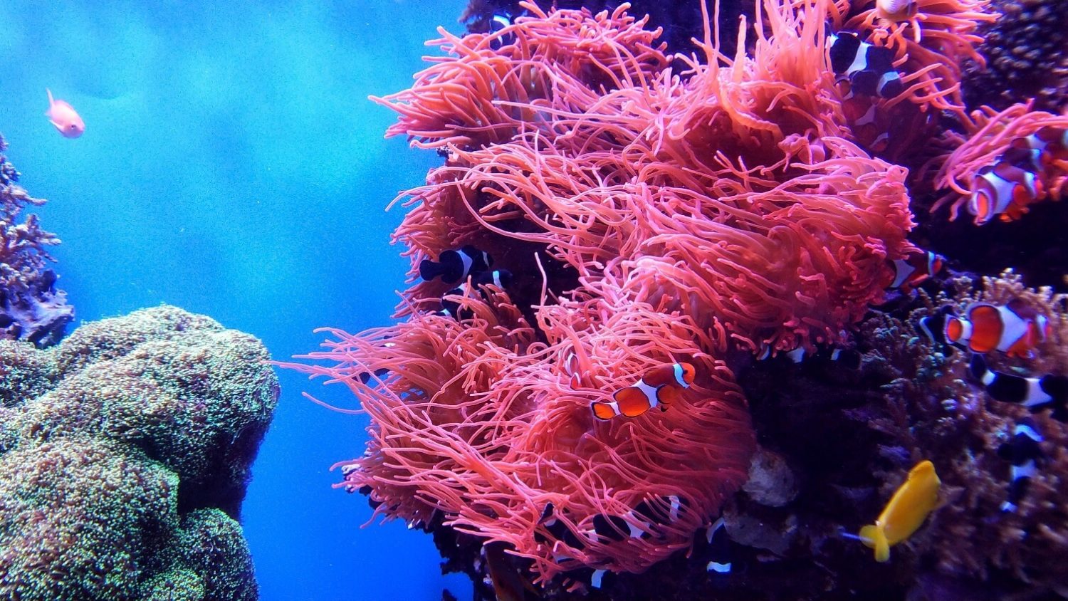 This Australian Tourism Company Is Regrowing the Great Barrier Reef