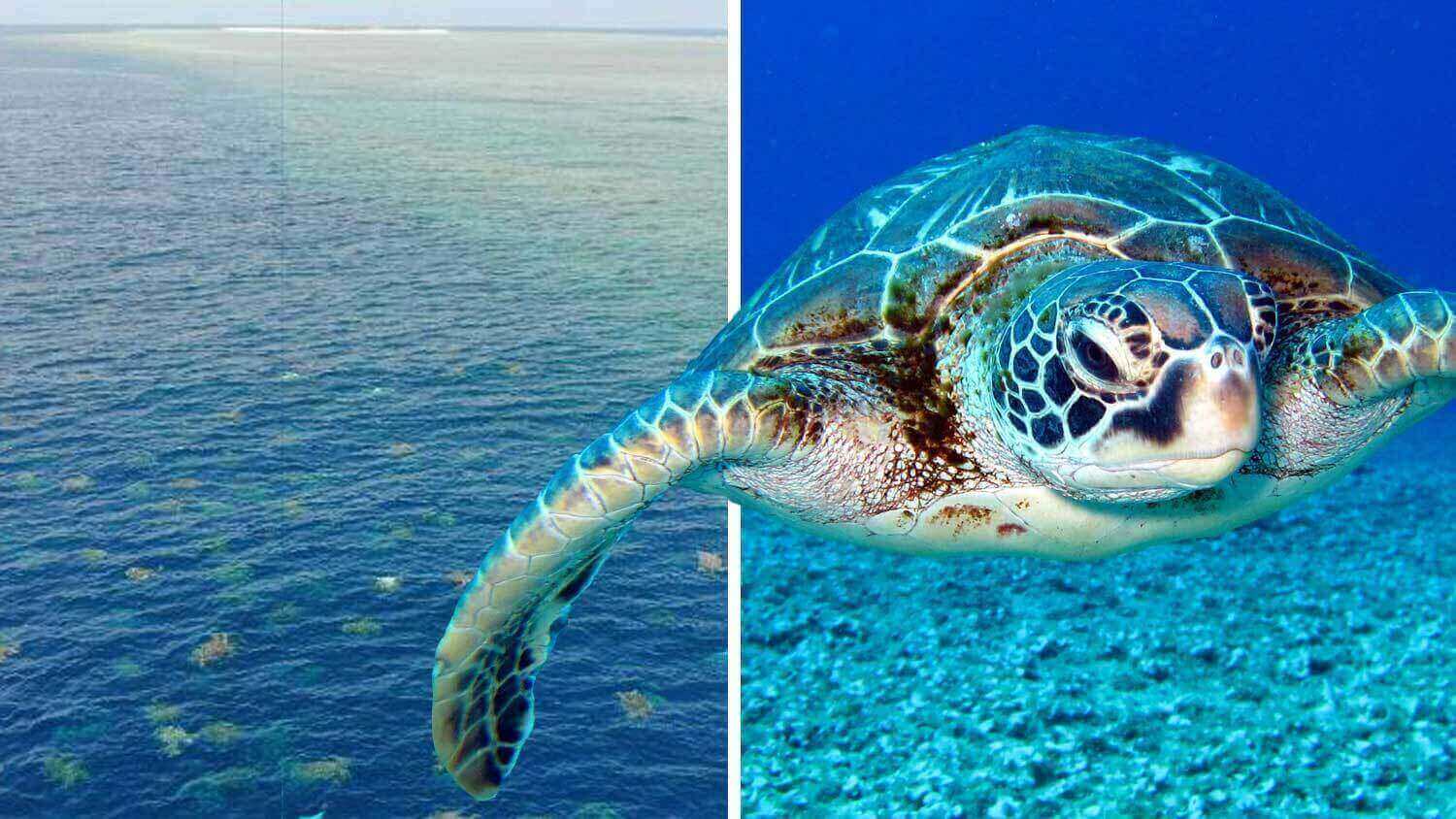 watch-64-000-turtles-migrating-near-the-great-barrier-reef