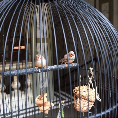 The Rosewood London Hotel Just Sent Its Caged Birds to a Sanctuary