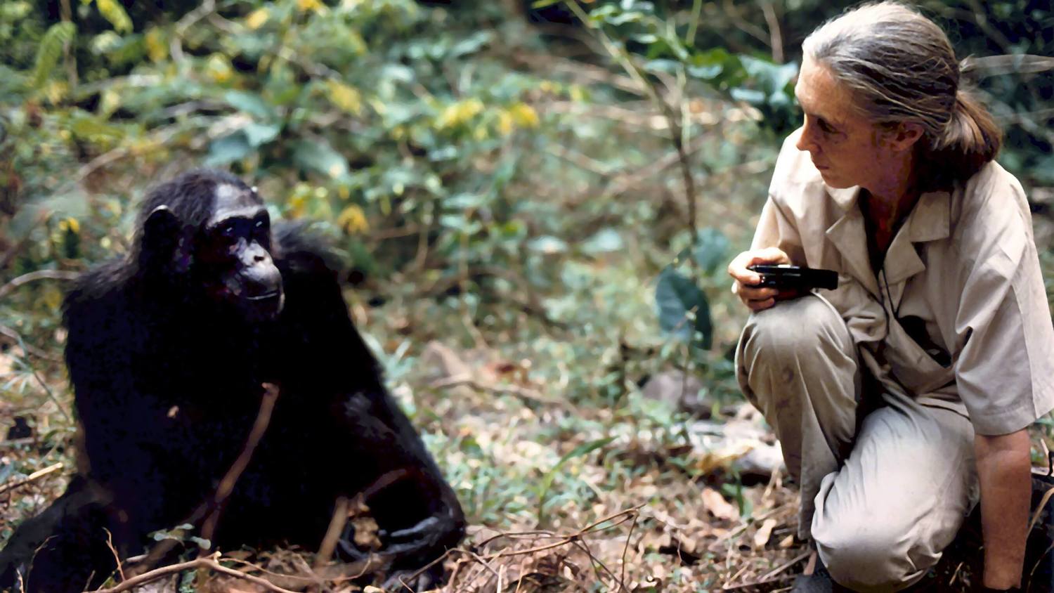 jane goodall chimpanzee diseases