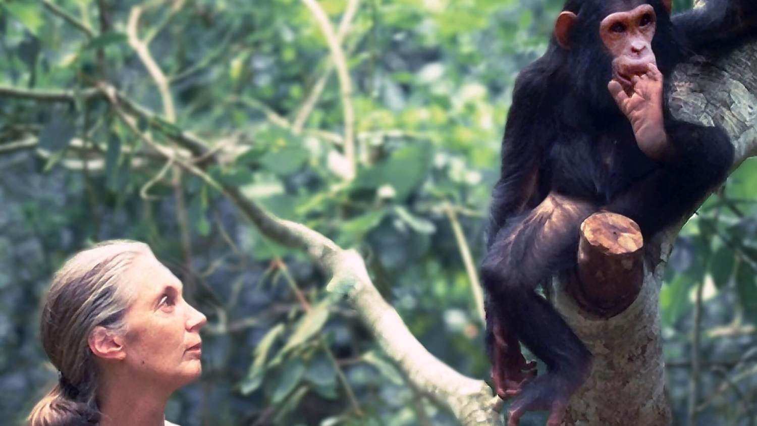 jane goodall chimpanzee hunting