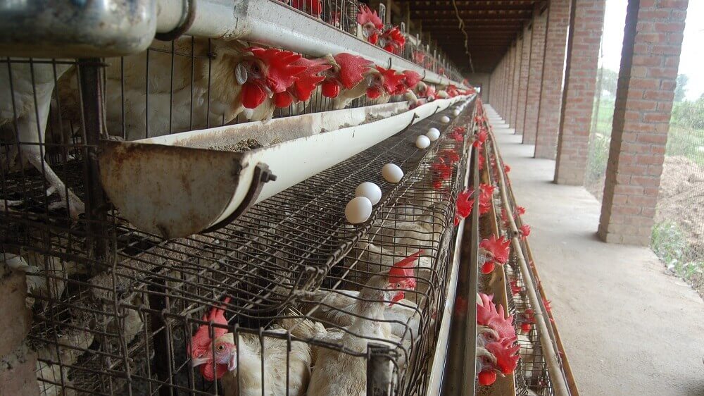 Colorado Just Banned All Cages for 6 Million Egg-Laying Chickens