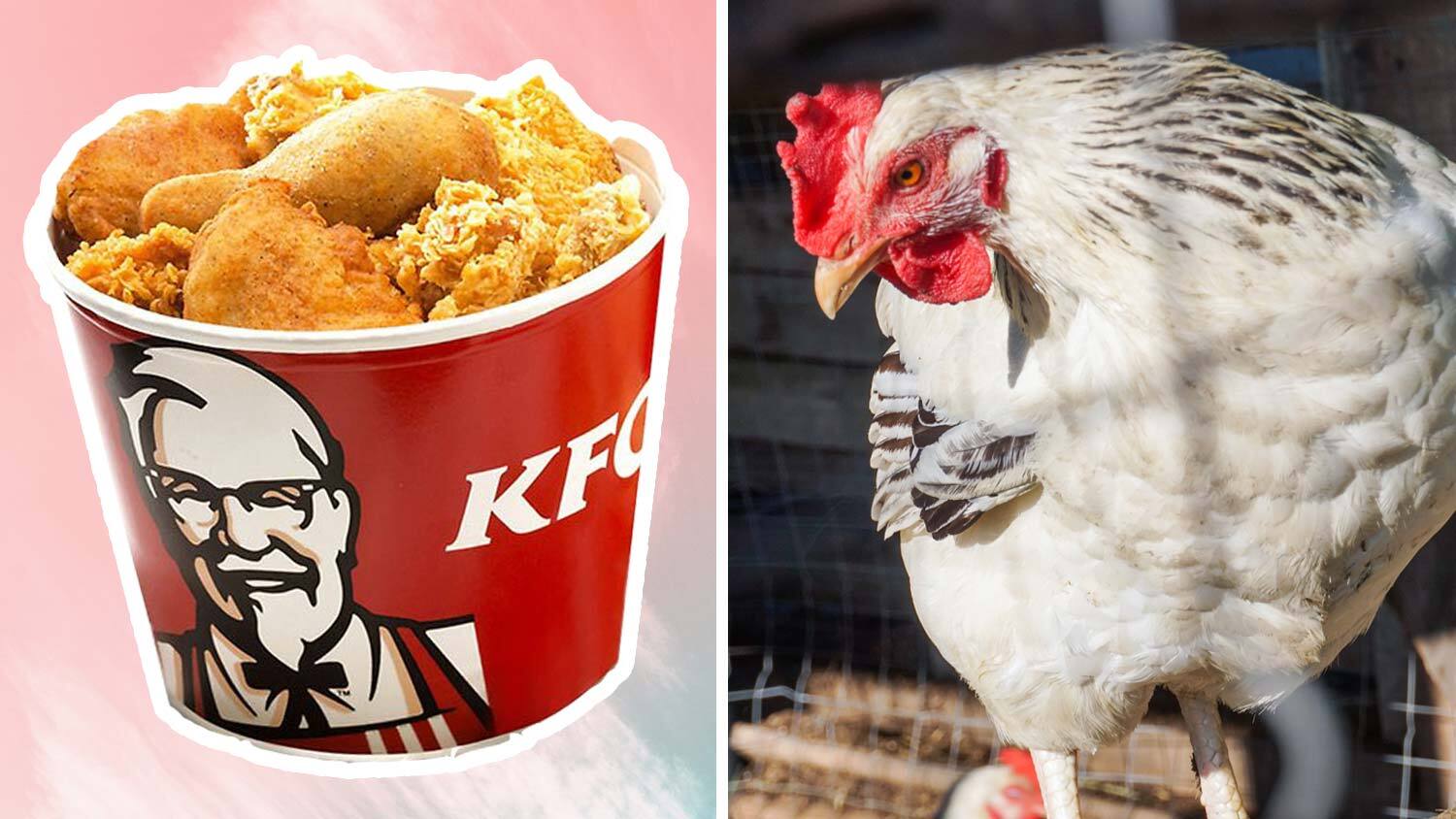 KFC Admits Its Chickens Suffer From Painful Inflammation LIVEKINDLY