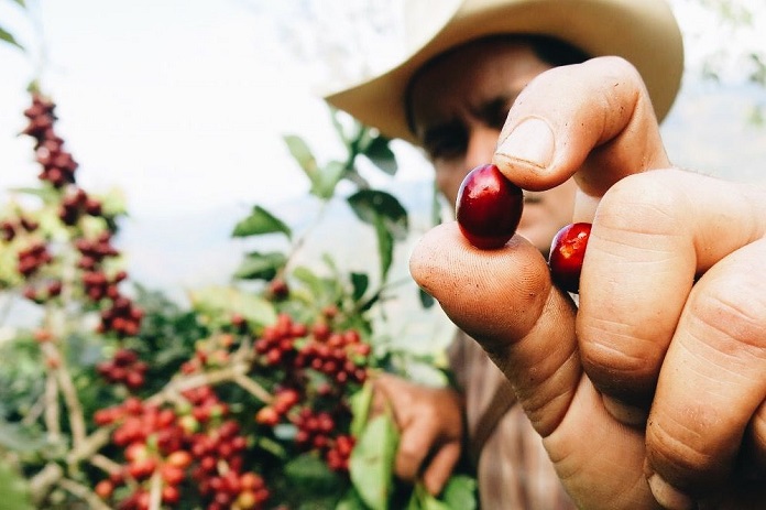 Everything You Need to Know About Sustainable Coffee