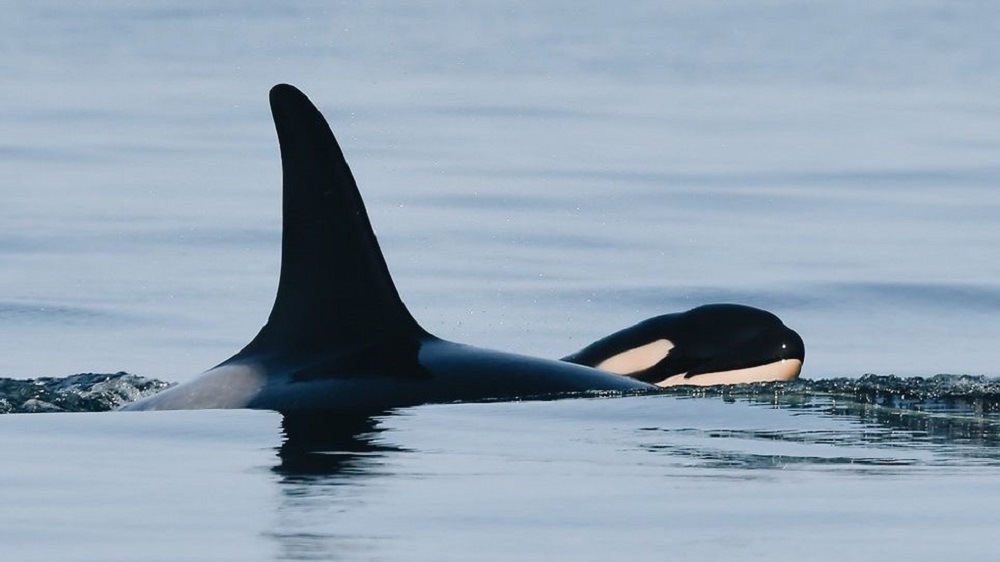 Orca That Carried Her Dead Calf for 17 Days Gives Birth to Healthy Baby