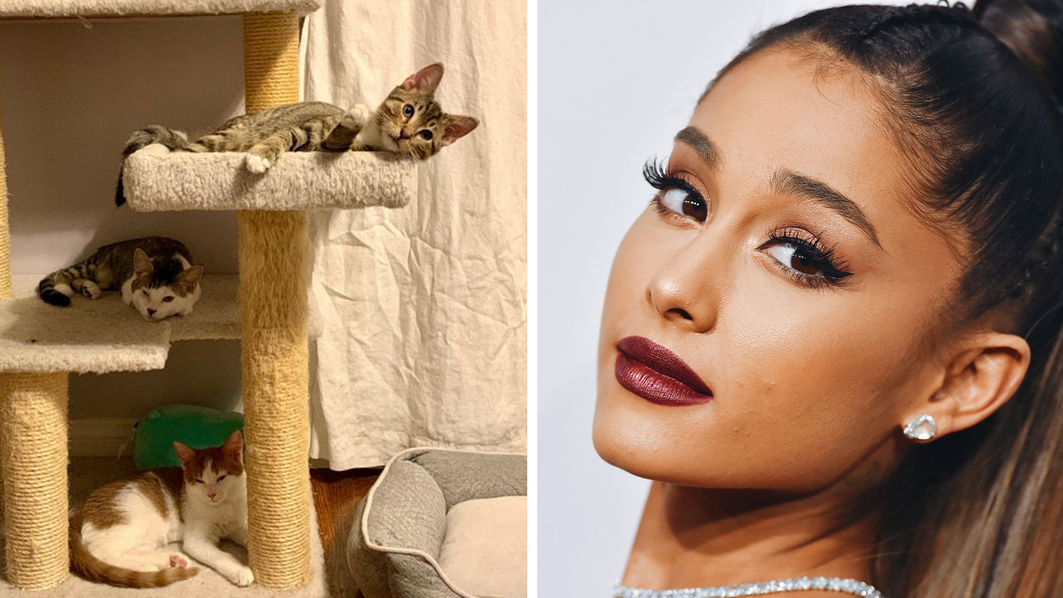 Ariana Grande Launches an Animal Rescue in L.A. | LIVEKINDLY