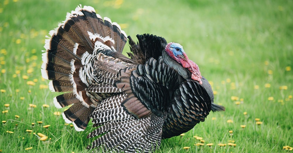 Top 10 Reasons to Give Up Turkey This Thanksgiving