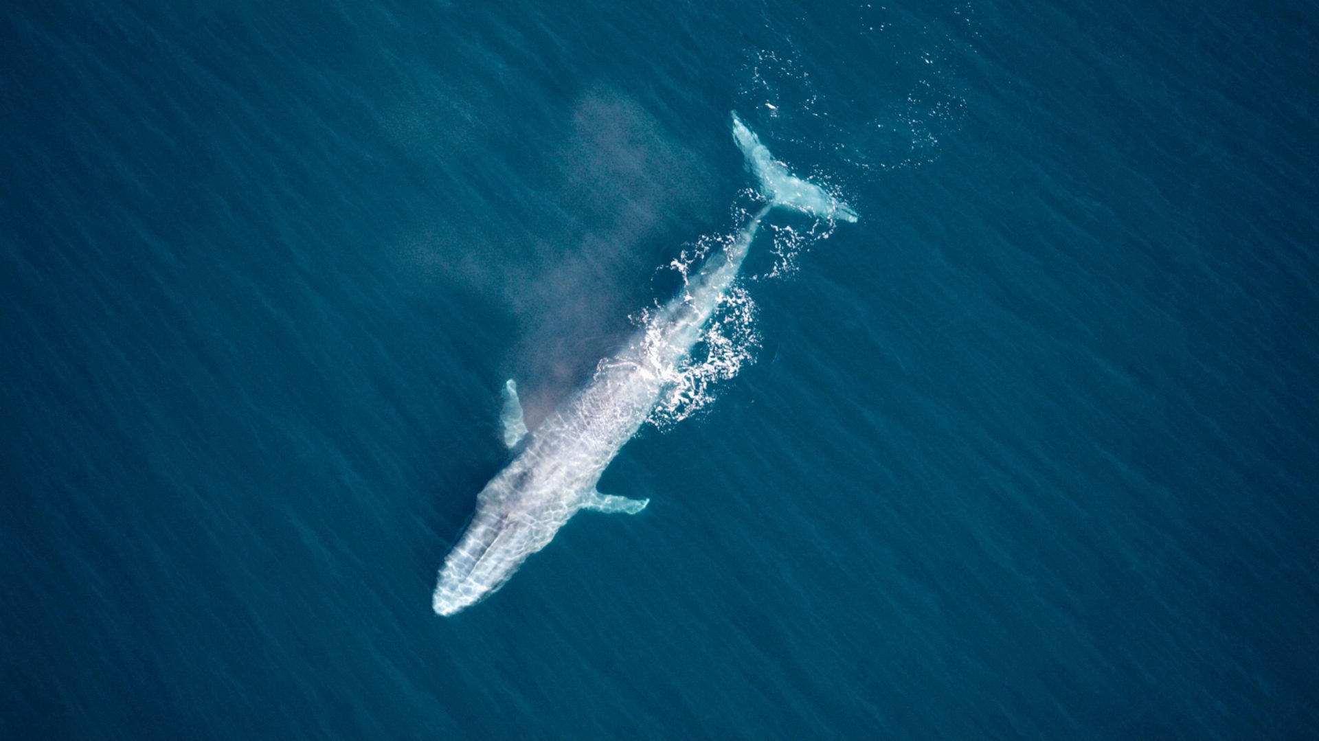 are-antarctic-blue-whales-coming-back-from-the-brink-of-extinction