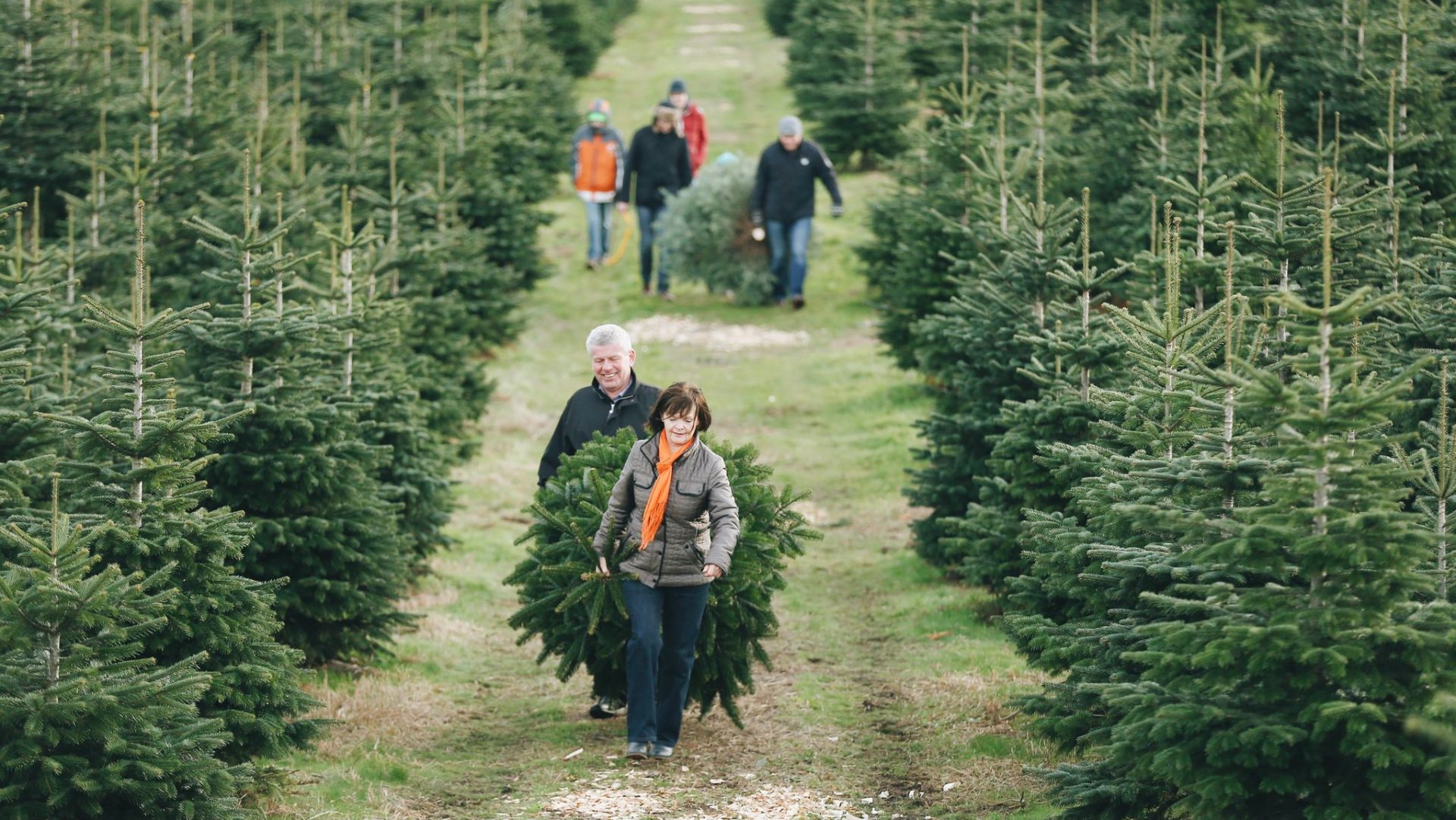 Are Christmas Trees Sustainable? The Real Environmental Impact LIVEKINDLY