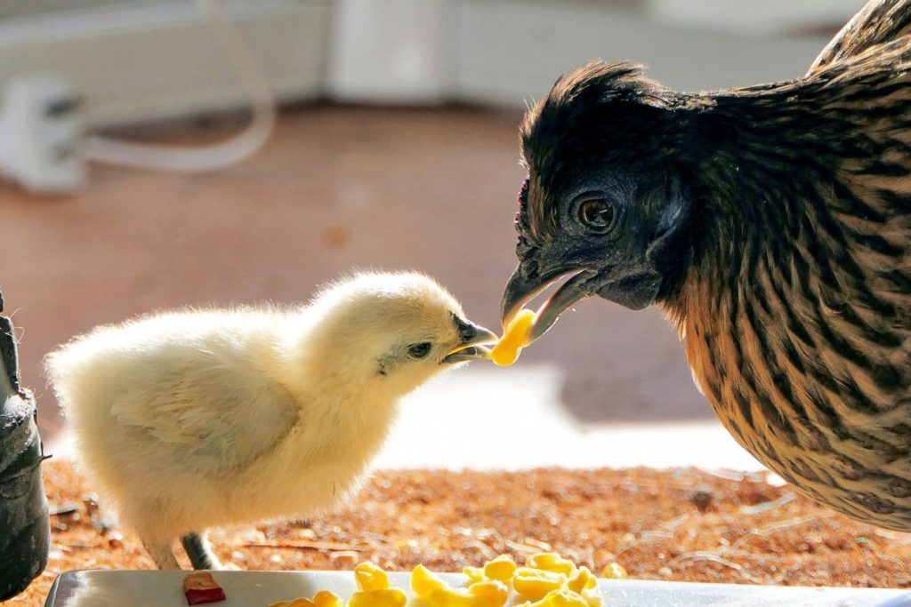 Chick Culling to Be Banned in Germany By 2022