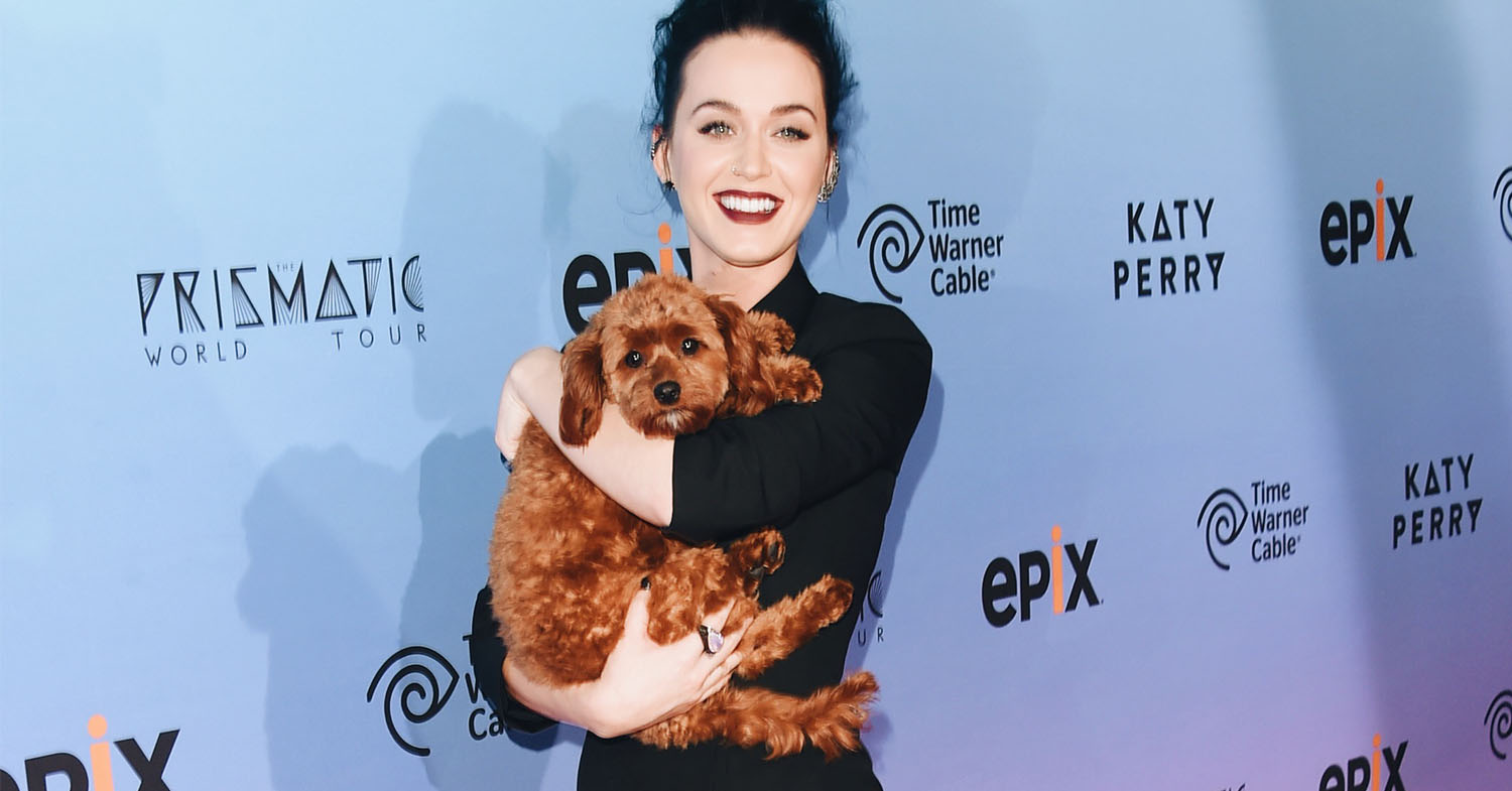 Katy Perry Says She's Going Vegan (And So Is Her Dog)