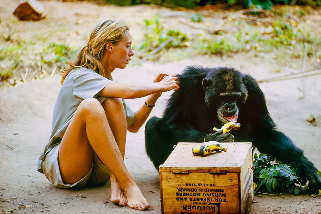 Jane Goodall on 60 Years of Chimps and Conservation