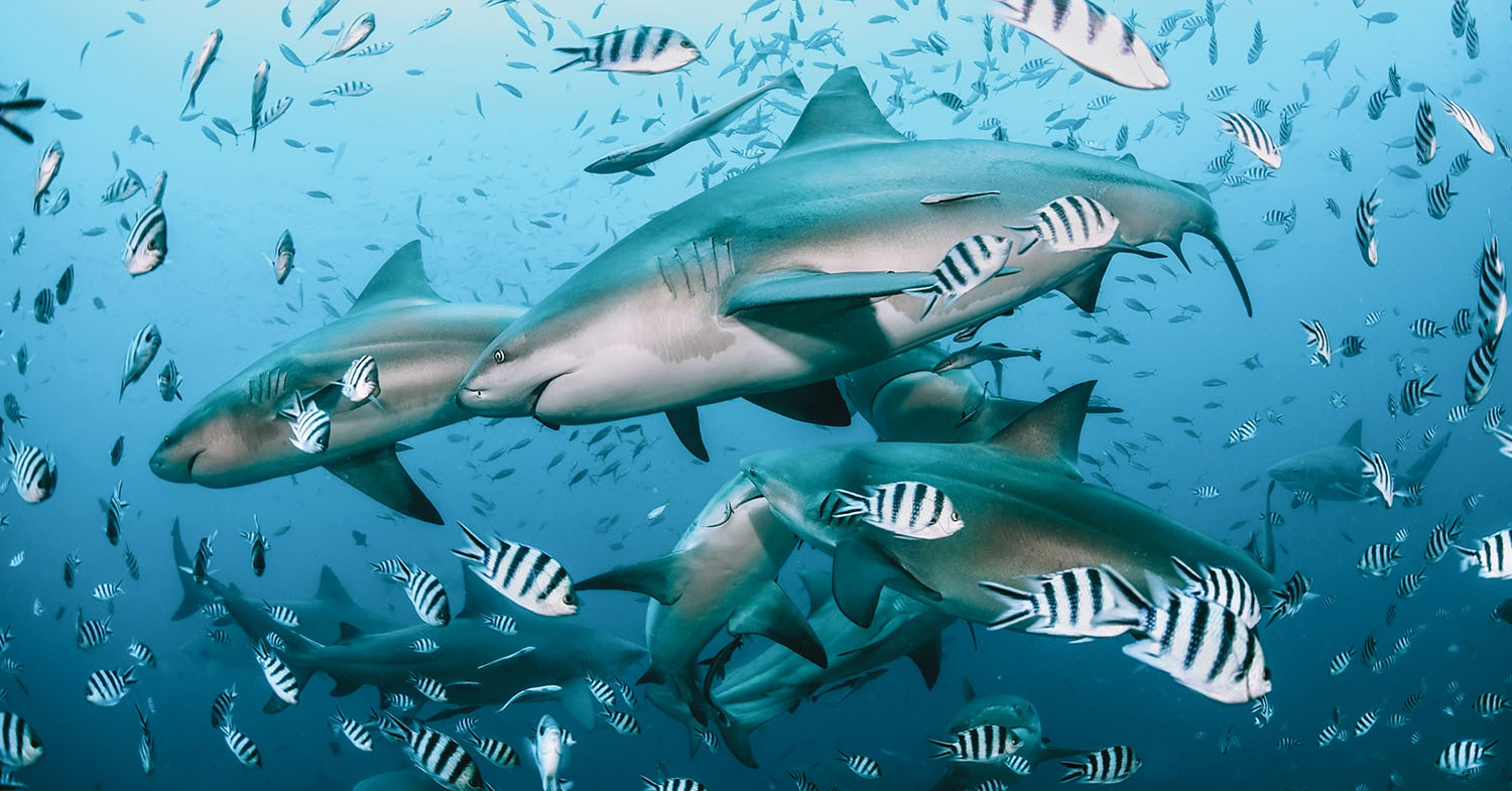 Why We Need Sharks, Maybe Even More Than Trees