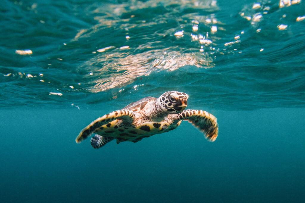 最近气候变化的好消息包括30只海龟的释放。在图片中，一只幼玳瑁海龟在海面下的蓝色海洋中游动。