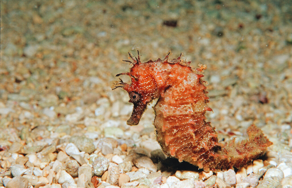 Small spiny seahorse sitting just above the ocean floor.