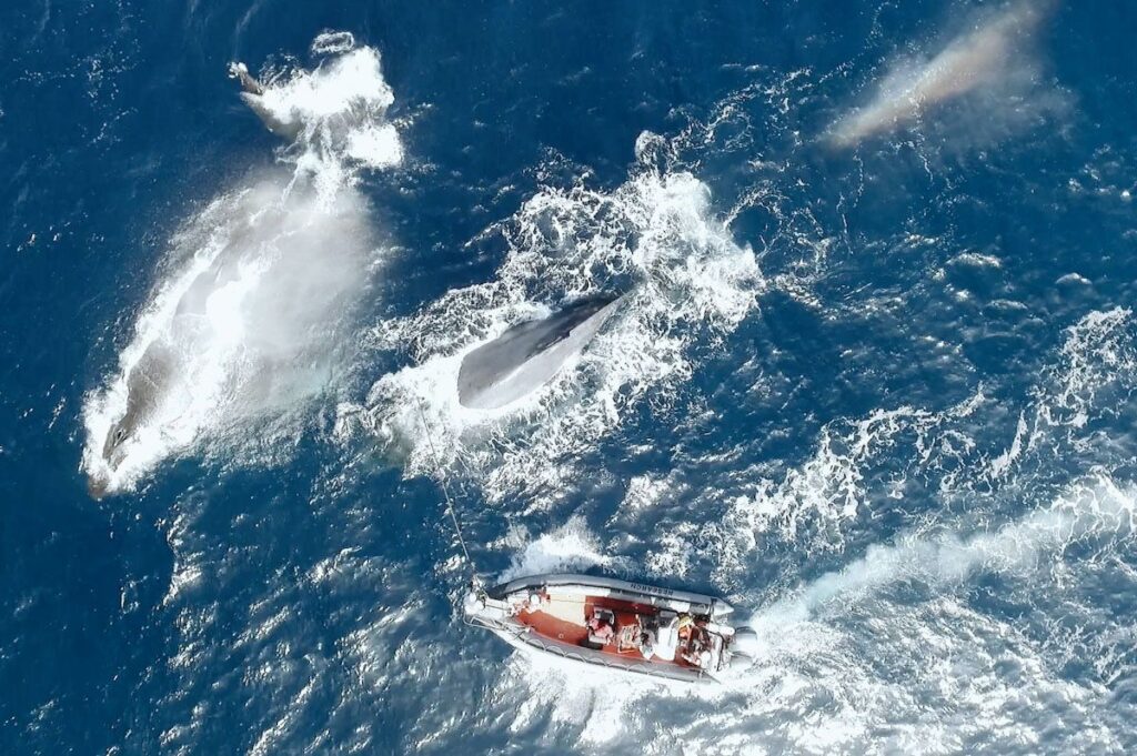 A breaching whale and a boat on the ocean shot from above