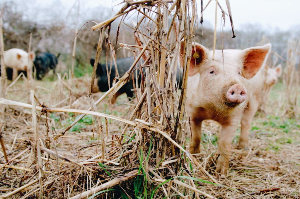 A piglet roaming free in a field