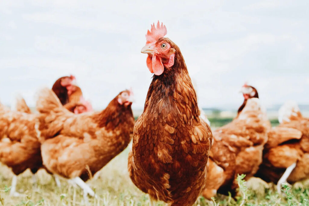 Photo shows chickens socializing together outdoors in a grass field.