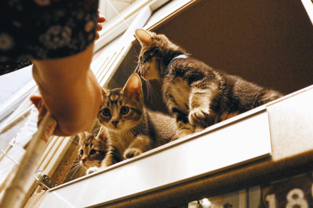 Photo features kittens in an open window.