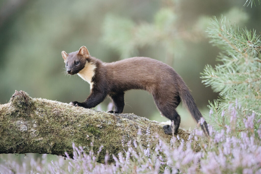Photo features a European pine marten. The animals are back in England after years of functional extinction.