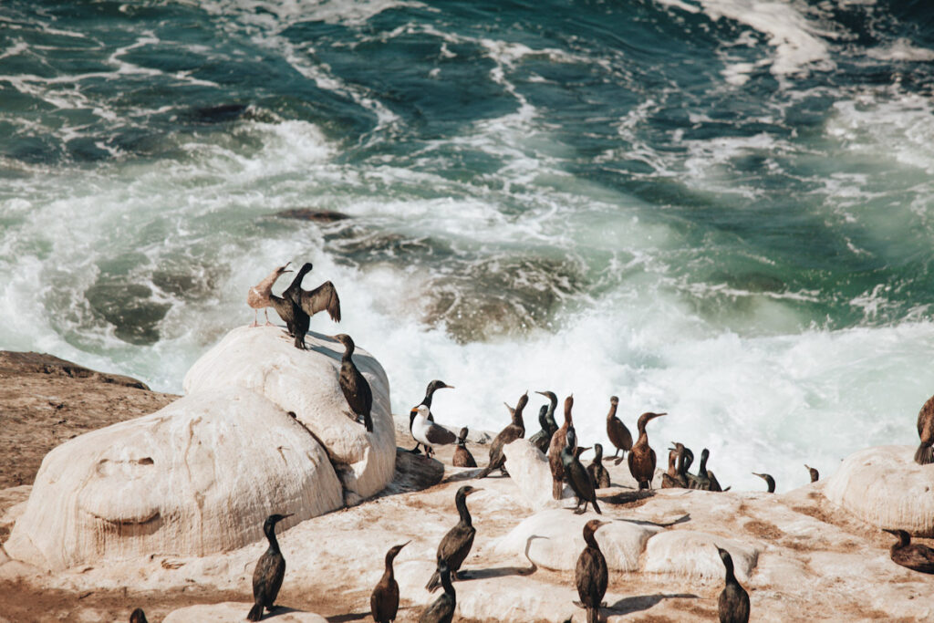 Photo features marine birds perched on rocks by the ocean in San Diego.