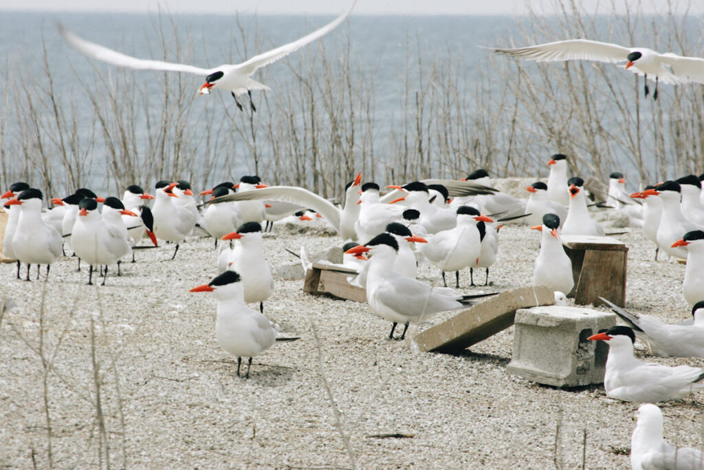 Photo features Common Terns, one of the species that would be protected by increased wetland protection in Canada.