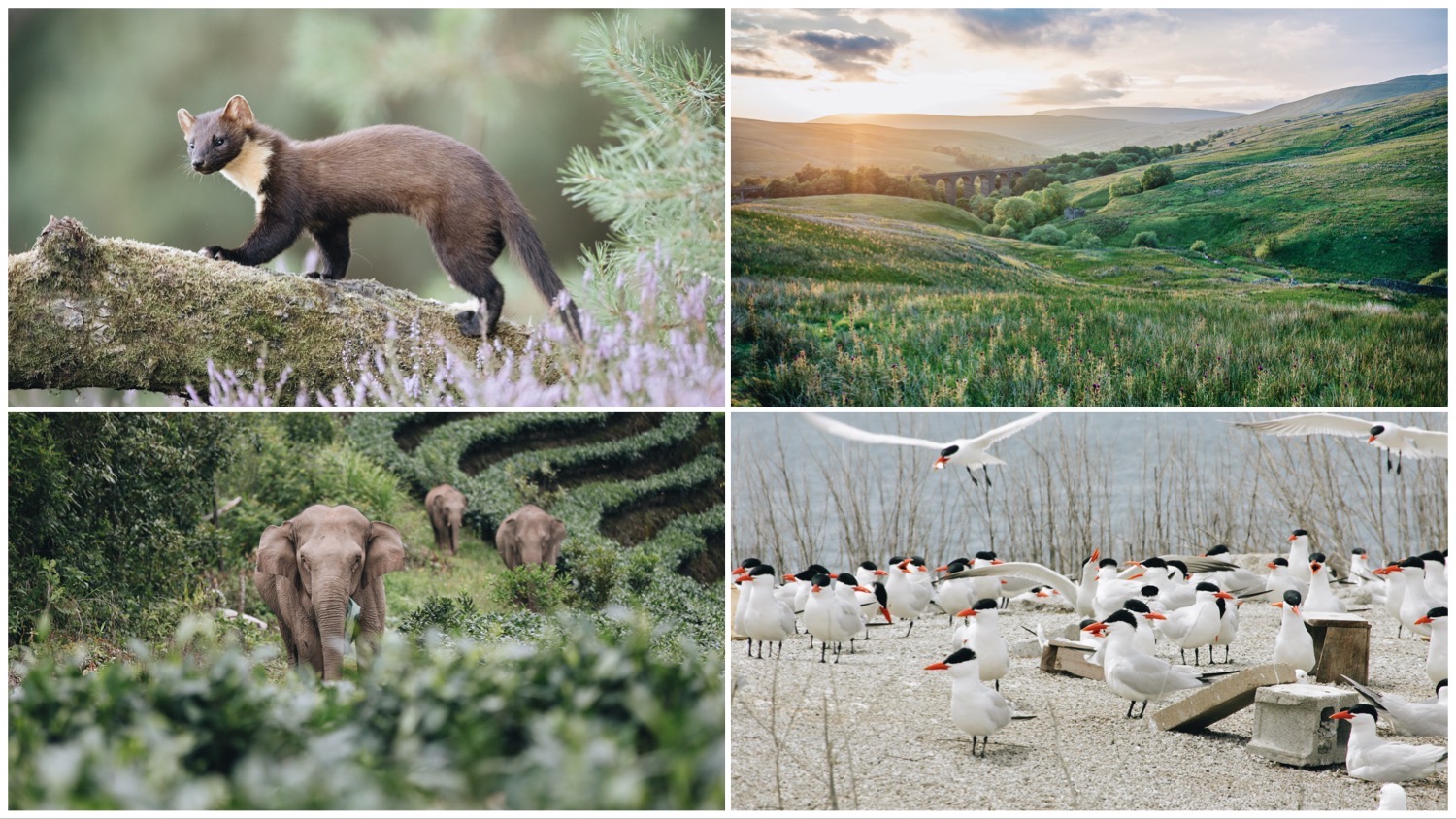 Photo grid featuring four of this week's stories. Clockwise from top left: A British pine marten, rolling English hills, China's roaming elephants, and Canadian Common Terns.
