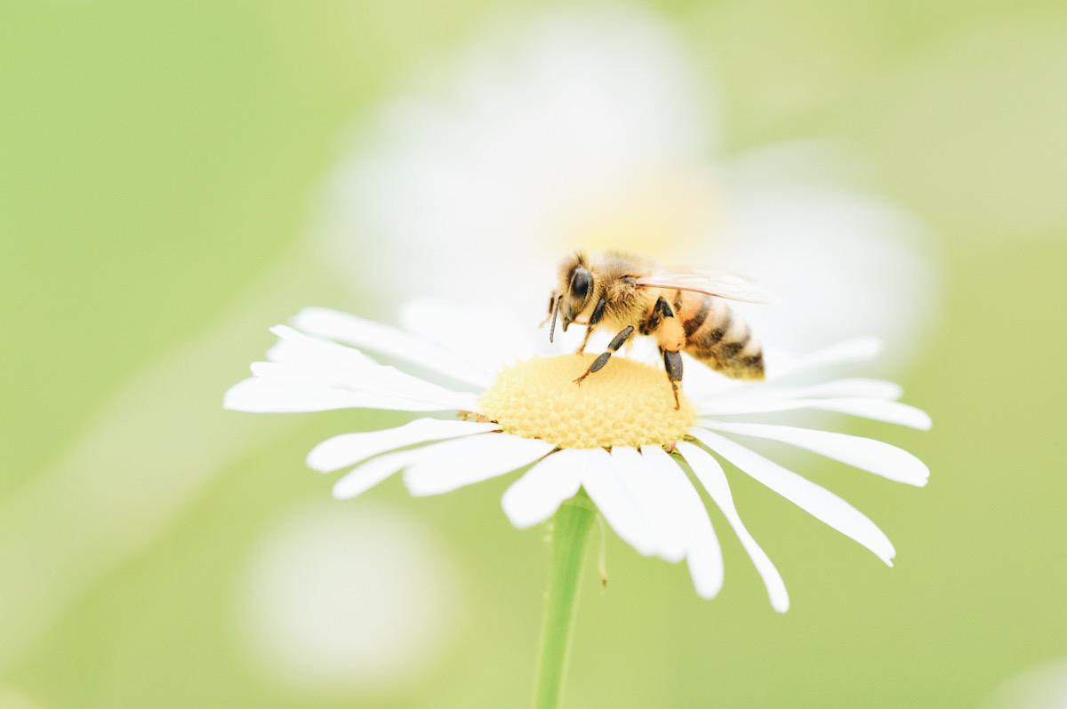 Honey bees pollinate wild plants