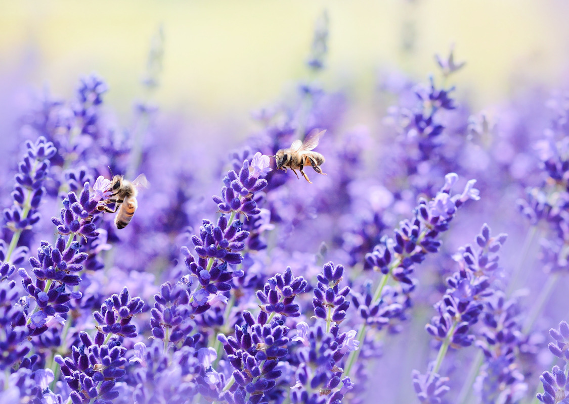 Honey bees pollinate food crops