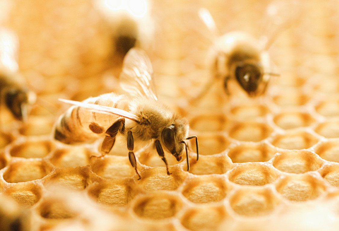 Honey bees promote biodiversity