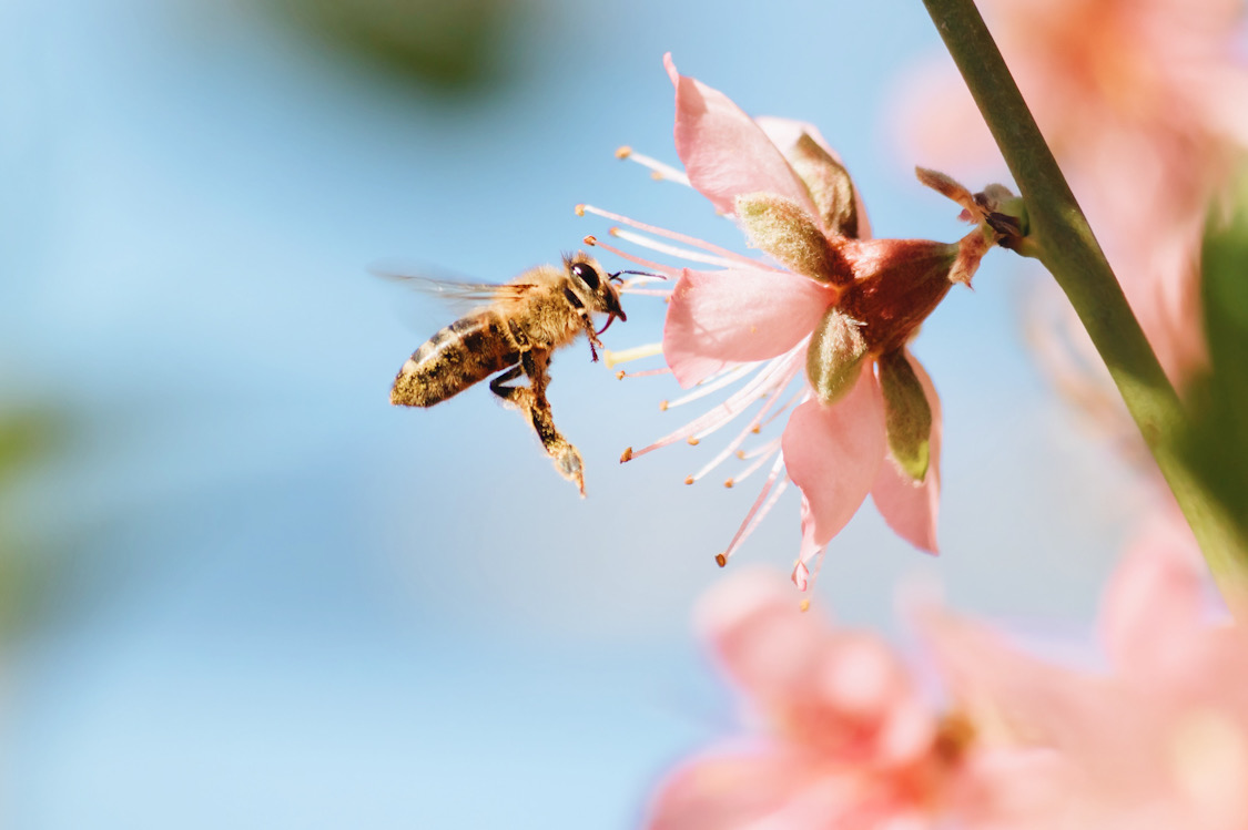 Honey bees are a sign of a healthy ecosystem
