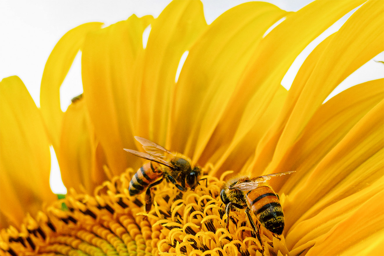 Honey bees help build habitats