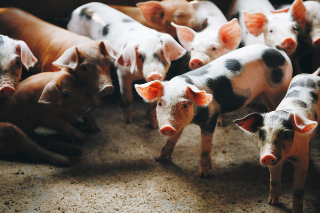 Photo of farmed pigs kept indoors and in close quarters.