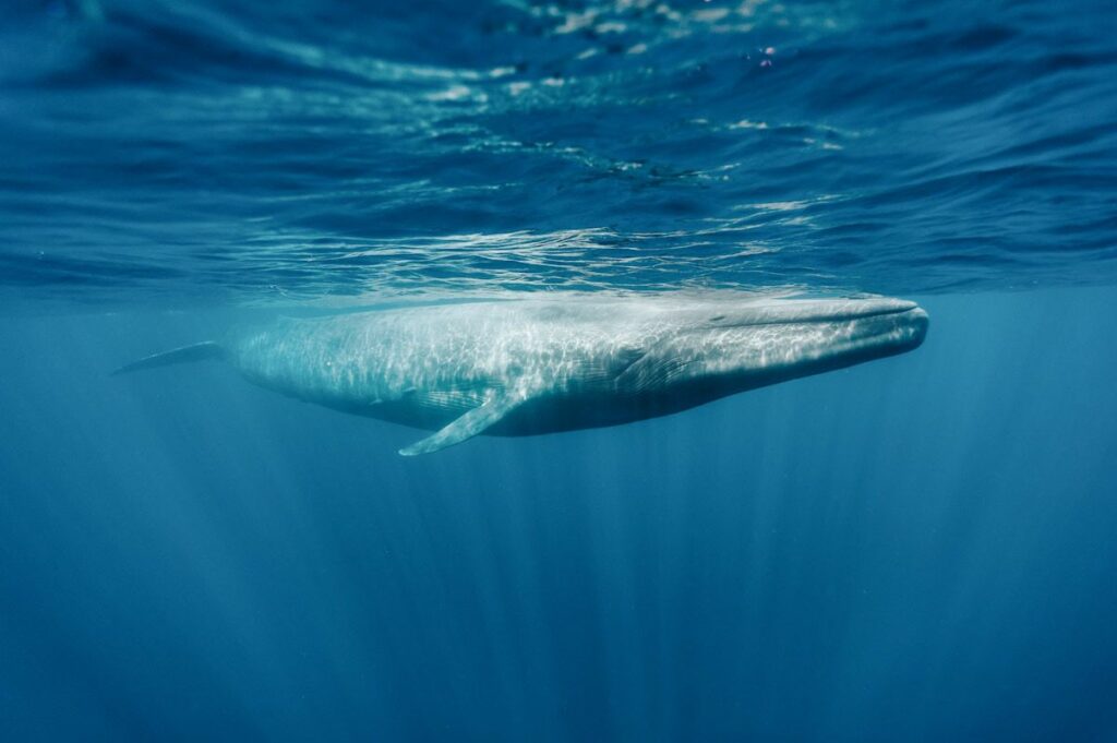 Photo of a blue whale in the ocean