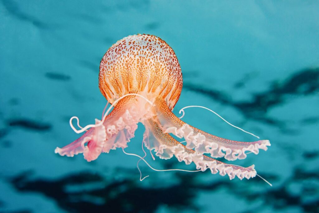 Photo of a jellyfish in the ocean