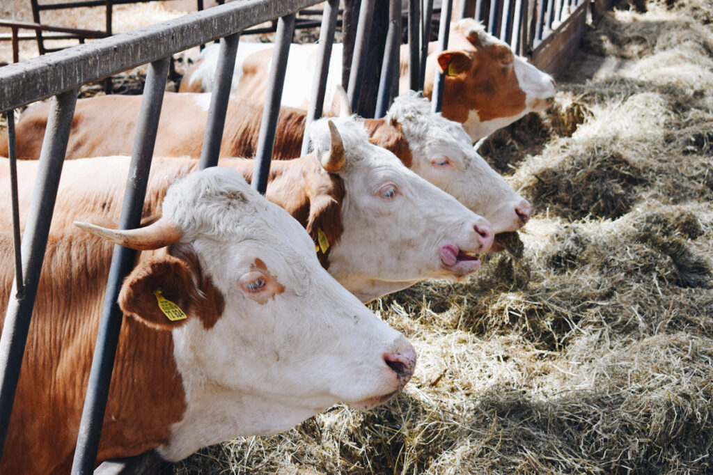 Photo shows cattle with their head through bars in an agricultural setting.