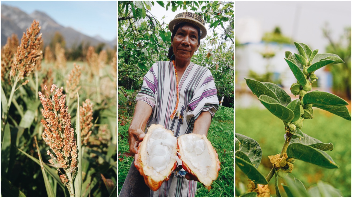 Split image features two photos of superfood plants, sorghum (left), and ashwagandha (right), with the Ashaninka tribe's Tomas Bardales holding organic cocoa fruit (center).