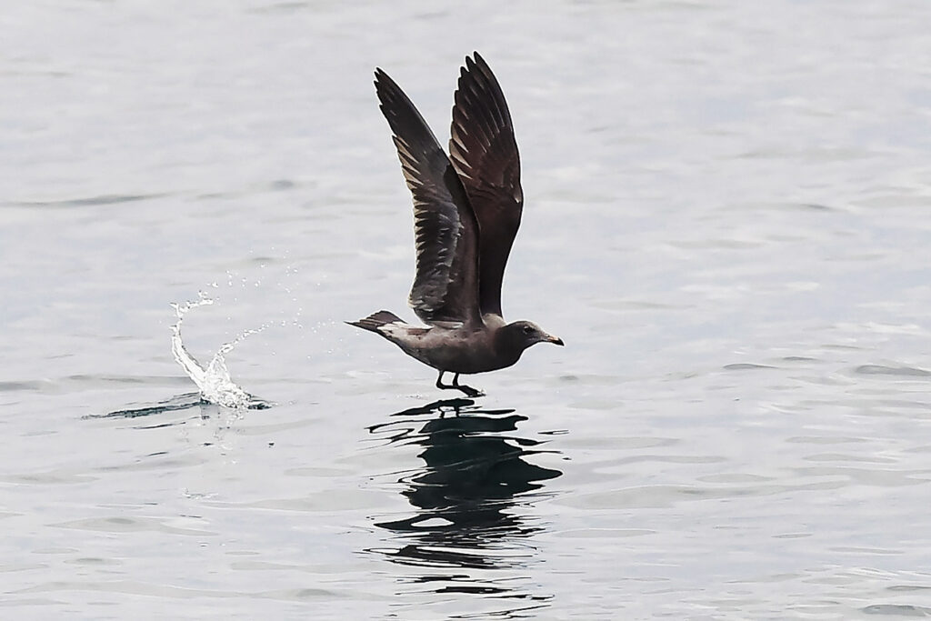 Photo shows a sea bird brushing oily-looking water. The Huntington Beach oil spill will have a significant impact on native and migratory birds.