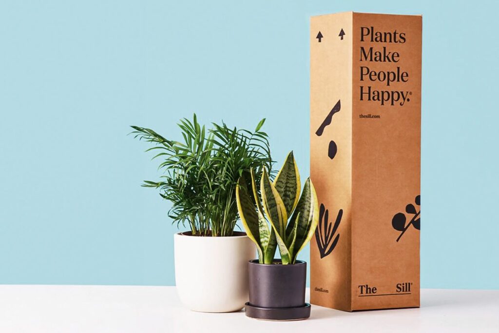 Photo showing a snake plant and a parlor palm alongside a box from the plant shop, The Sill