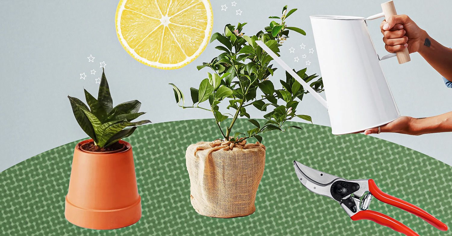 Photo collage shows an upside-down terra cotta planter, a meyer lemon tree, red gardening shears, and a white geometric watering can