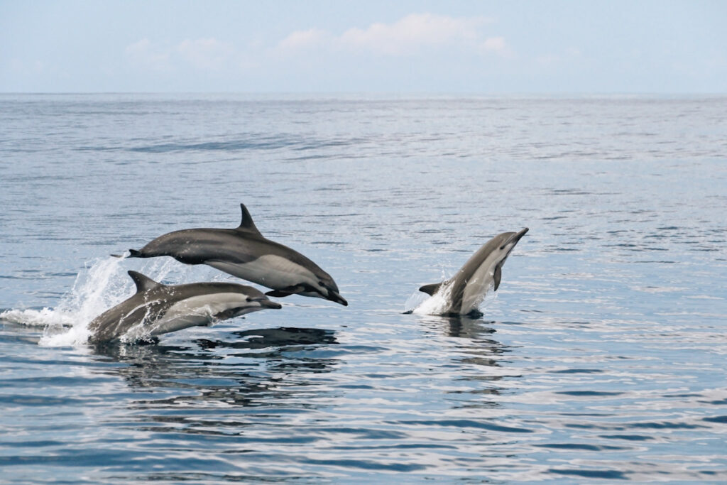 Photo shows common dolphins jumping out of the water in Costa Rica.