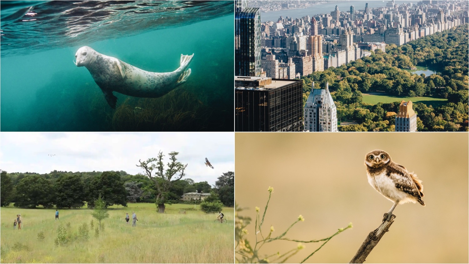 Clockwise from top left: a seal swimming underwater, Central Park, and a rewilded area of grassland in the UK.