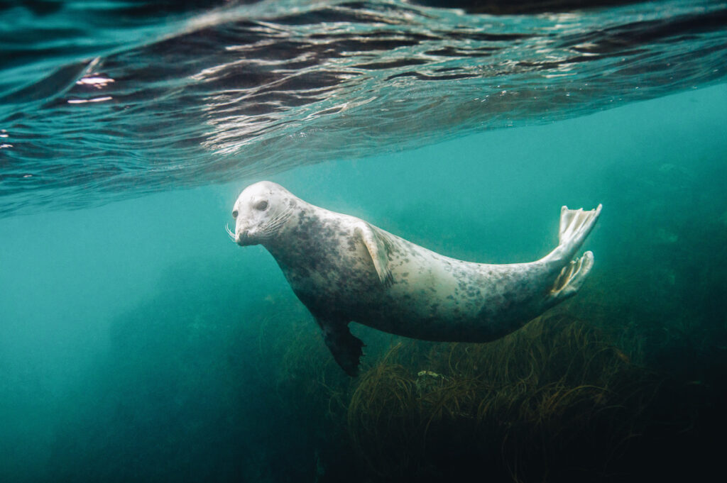 Photo shows a swimming seal underwater. The River Thames, England, is now home to diverse wildflife including seals, wading birds, seahorses, and even sharks.