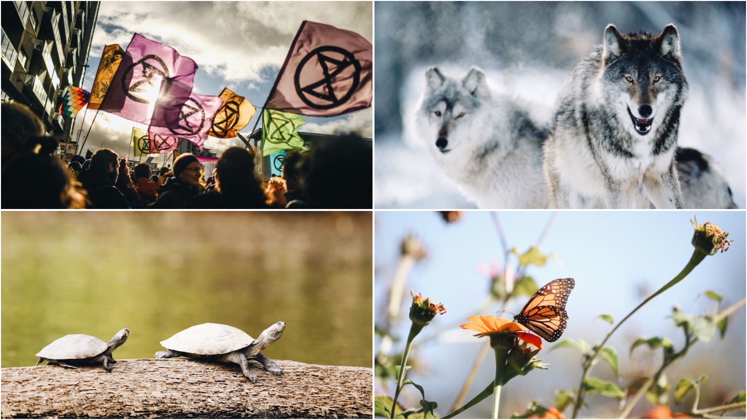 Clockwise from top left, Extinction Rebellion protesters wave banners featuring the group's hourglass logo, a grey wolf huddles in the snow, two endangered river turtles sit on a log, and monarch butterflies sit alight on wildflowers.