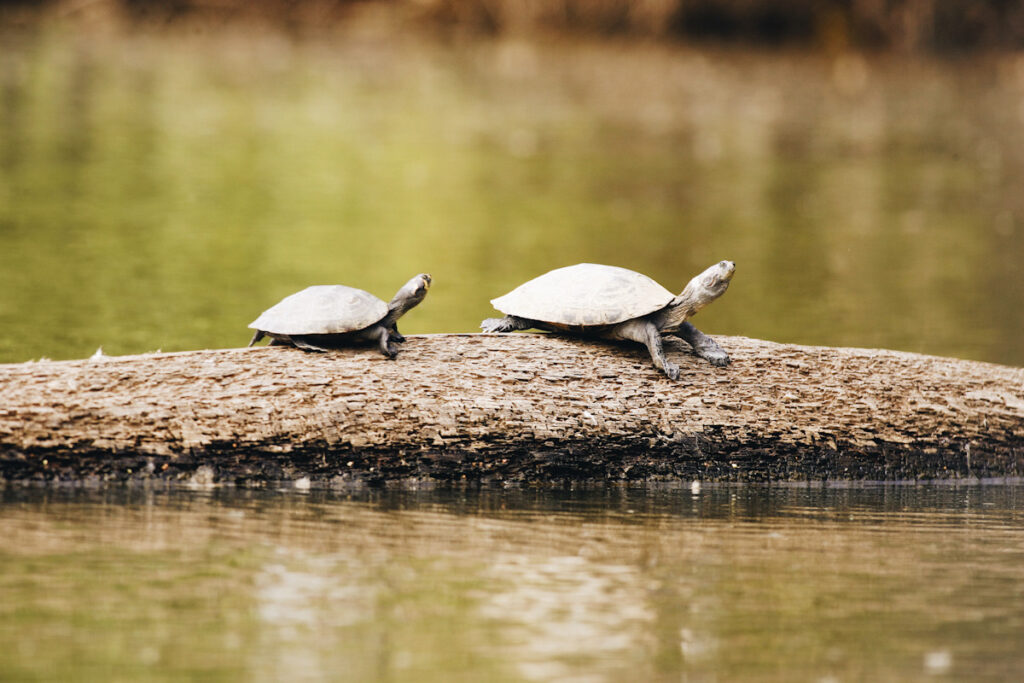 Photo features two endangered yellow-spotted Amazon River Turtles.