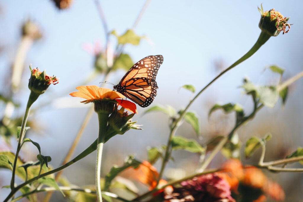 Photo shows Monarch butterflies landing on flowers at the Rinconada Community Garden in Palo Alto, California.