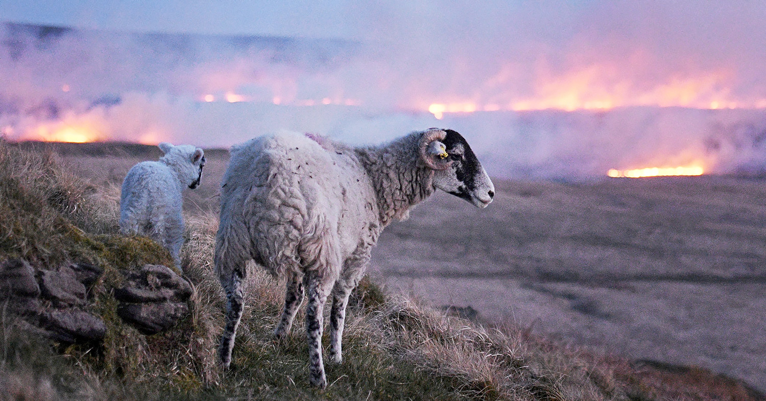 Photo shows sheep on the hillside while fires are visible in the distance. British moorland is burning.